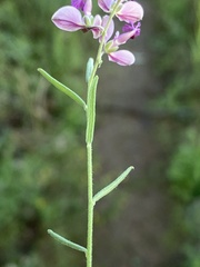 Polygala affinis