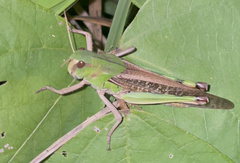Locusta migratoria