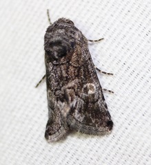 Copanarta aurea