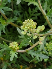 Lepidium oblongum
