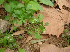 Cardamine occulta