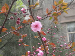 Prunus blireana