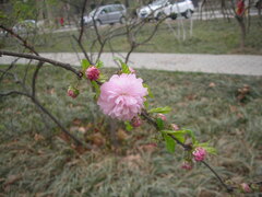 Prunus triloba