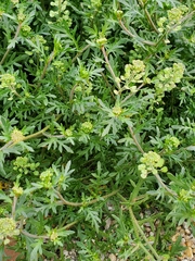 Lepidium oblongum
