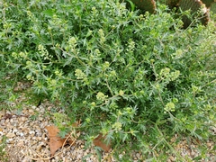 Lepidium oblongum