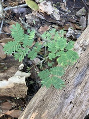 Enterolobium contortisiliquum