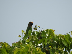 Eupsittula aurea