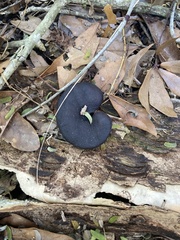 Enterolobium contortisiliquum