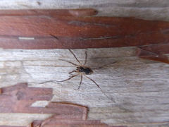 Phalangium opilio
