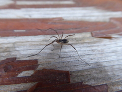 Phalangium opilio