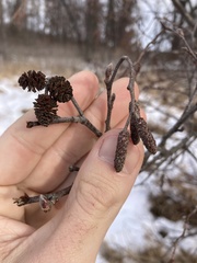 Alnus incana rugosa