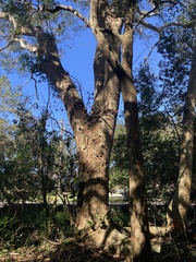 Enterolobium contortisiliquum