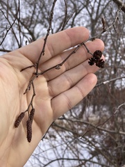 Alnus incana rugosa