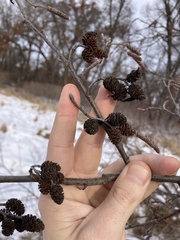 Alnus incana rugosa