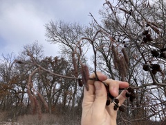 Alnus incana rugosa