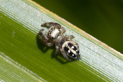 Dendryphantes