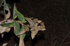 Verbesina sphaerocephala