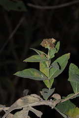 Verbesina sphaerocephala