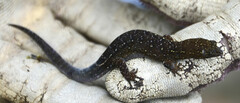 Lepidoblepharis colombianus