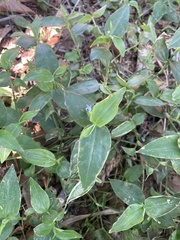 Tradescantia fluminensis