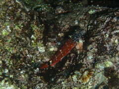 Tripterygion melanurus