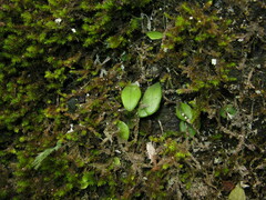 Lemmaphyllum drymoglossoides