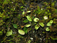 Lemmaphyllum drymoglossoides