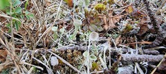 Cladonia humilis
