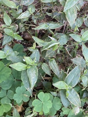 Tradescantia fluminensis