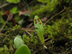 Lemmaphyllum drymoglossoides
