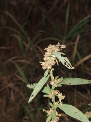 Buddleja sessiliflora