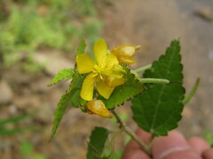 Corchoropsis crenata