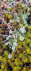 Cladonia humilis