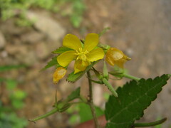 Corchoropsis crenata