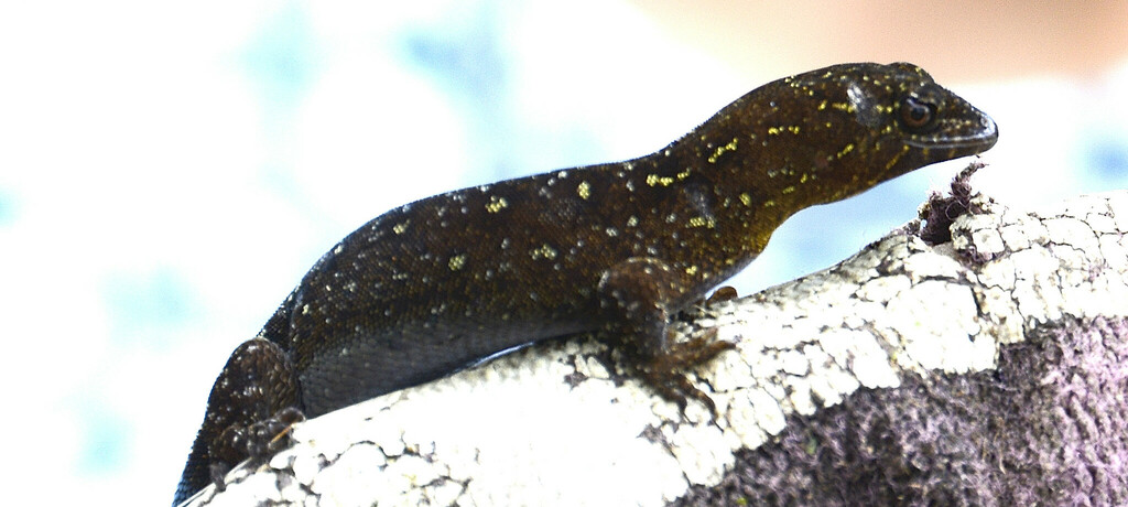 Lepidoblepharis colombianus