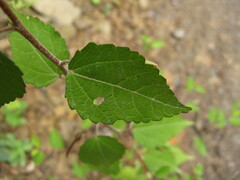 Corchoropsis crenata