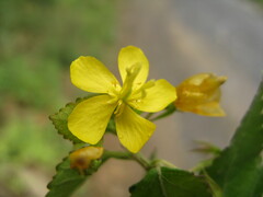 Corchoropsis crenata