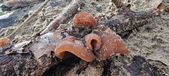 Auricularia auricula-judae