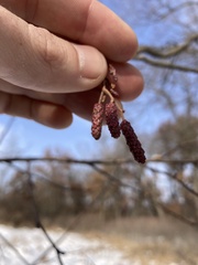 Alnus incana rugosa