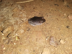 Leptobrachium hendricksoni