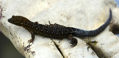 Lepidoblepharis colombianus
