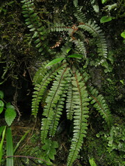 Polystichum craspedosorum