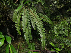 Polystichum craspedosorum
