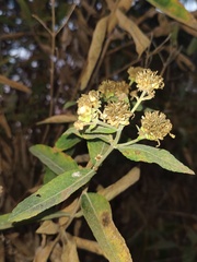 Verbesina sphaerocephala