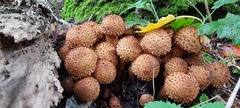 Pholiota squarrosa