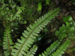 Polystichum craspedosorum