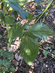 Syngonium angustatum
