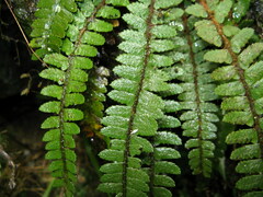 Polystichum craspedosorum