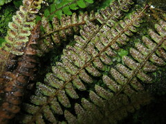 Polystichum craspedosorum