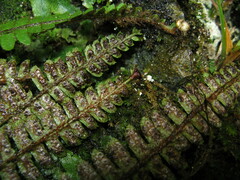 Polystichum craspedosorum